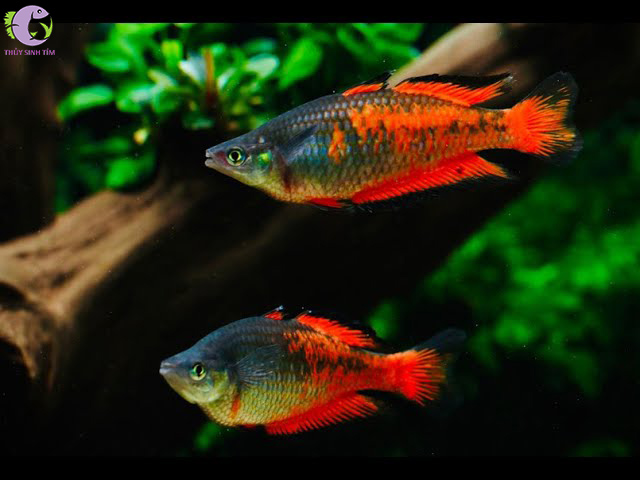 Cá Cầu Vồng Parkinsoni Red 1
