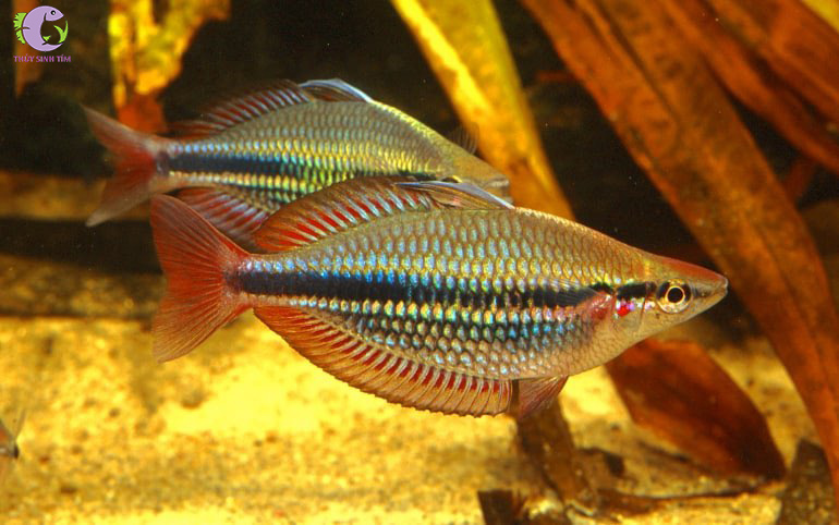 Cá Cầu Vồng Trifas 1