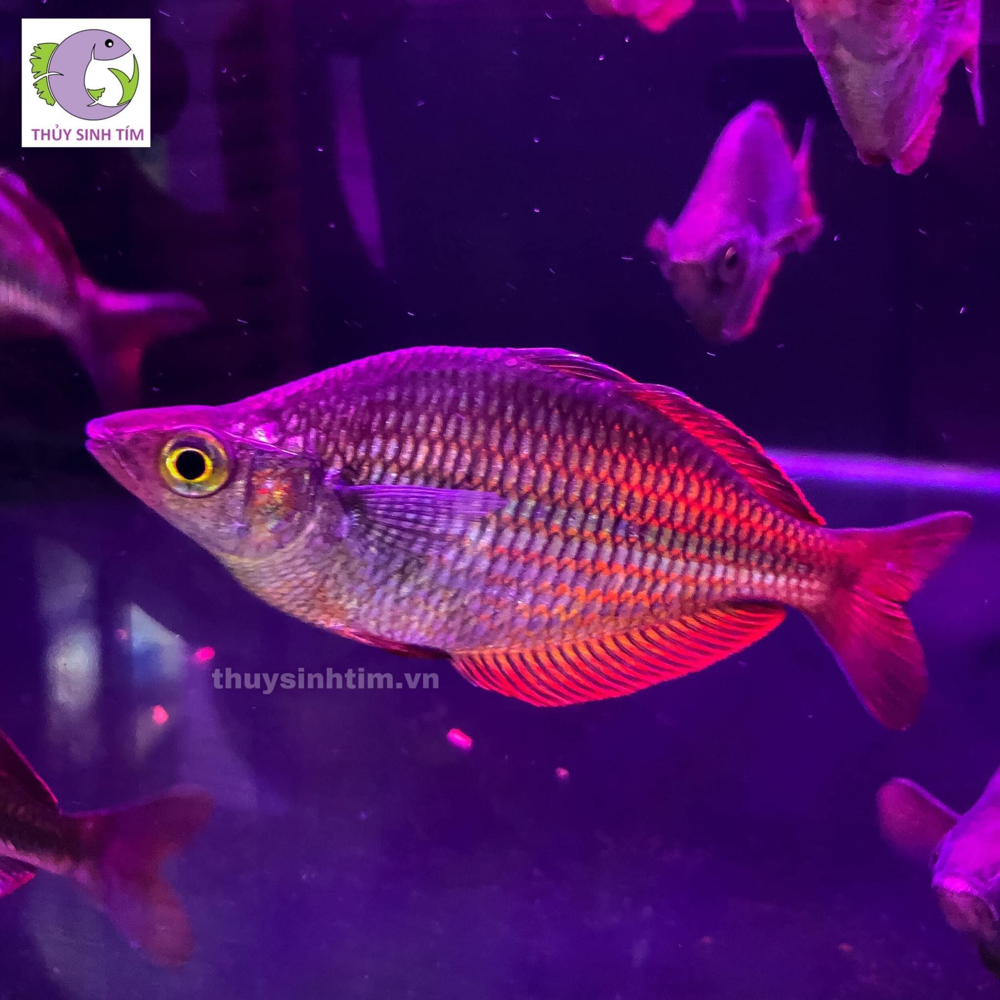 cầu vồng trifas 2