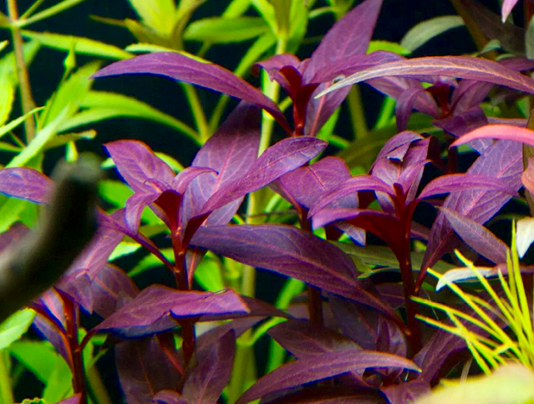 đại hồng điệp - 1