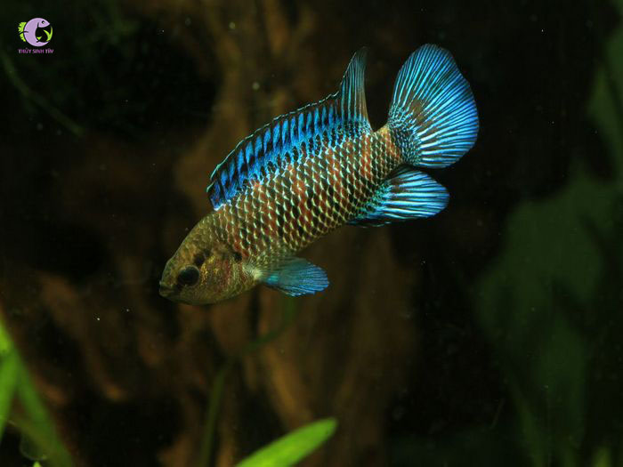 Cá Dario Sọc Xanh-2