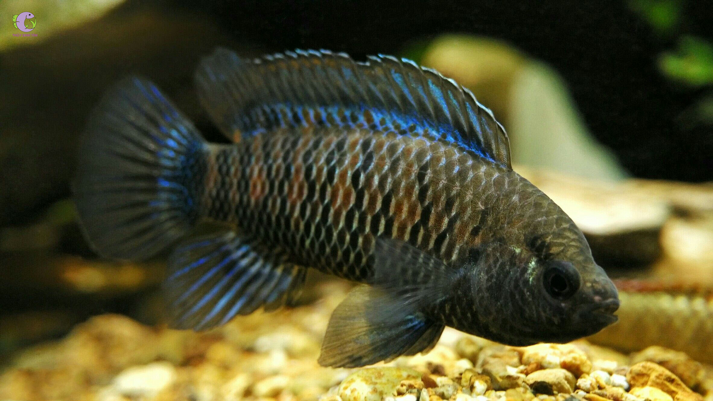 Cá Dario Sọc Xanh-1