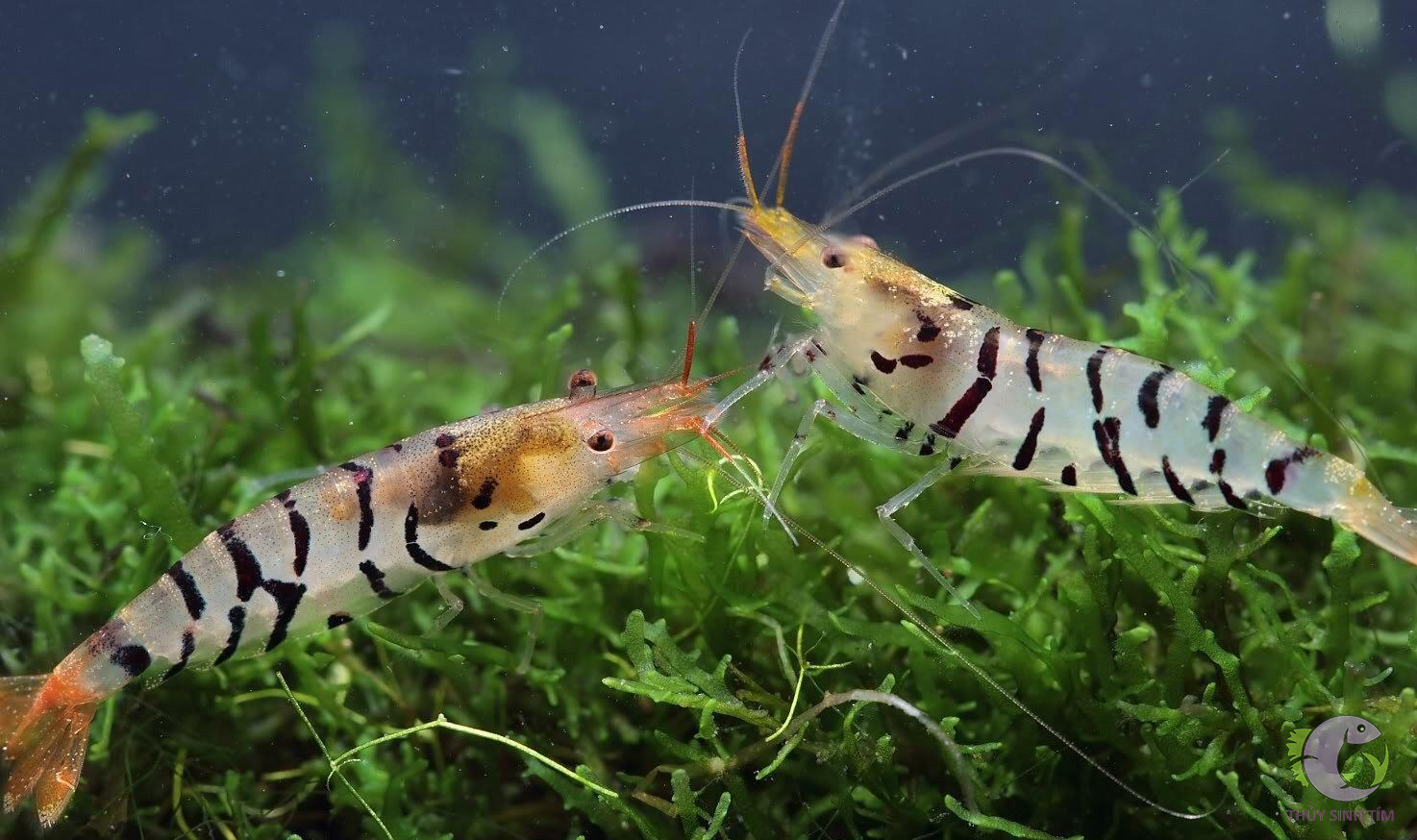 đất nền neo soil compact shrimp 8l - 3