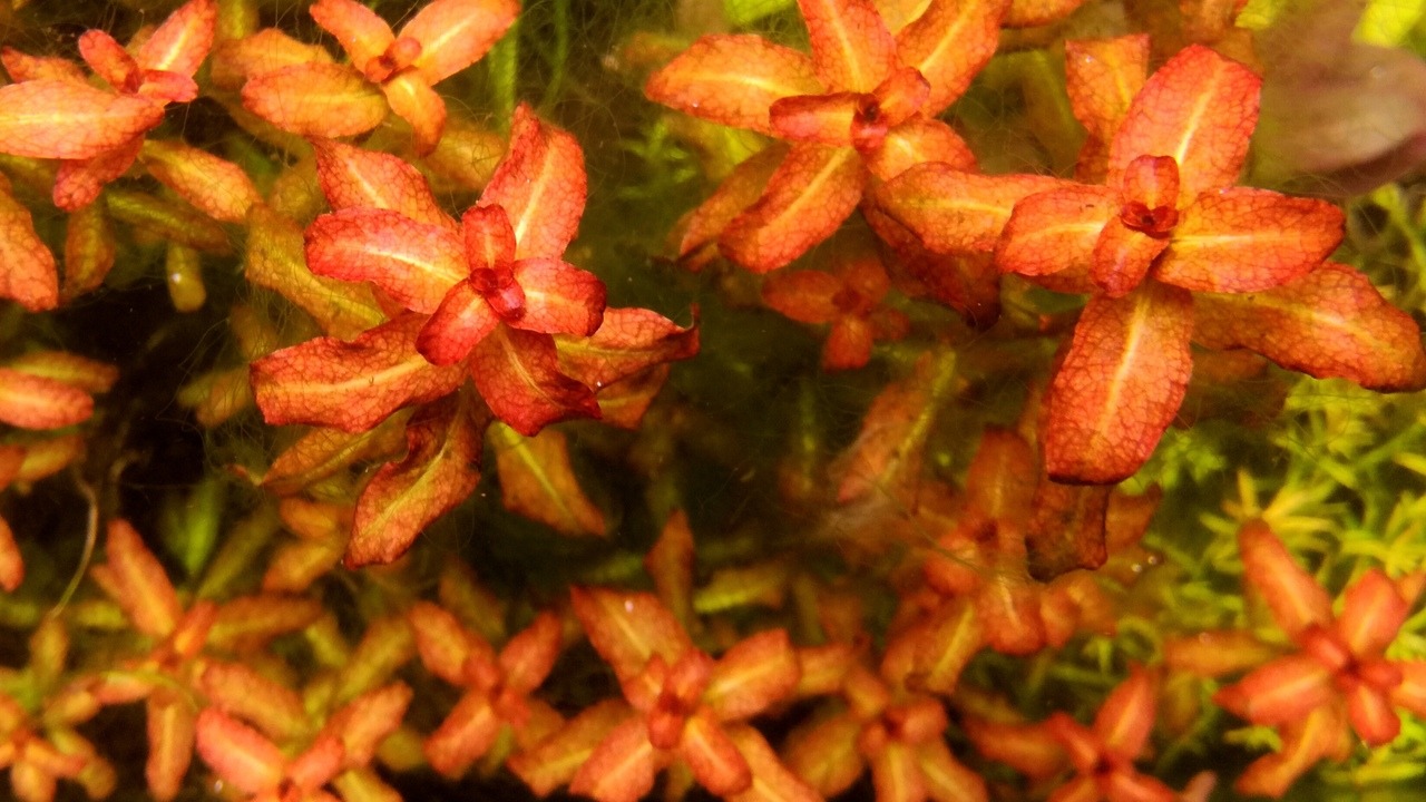 diệp tài hồng lá cam - 1