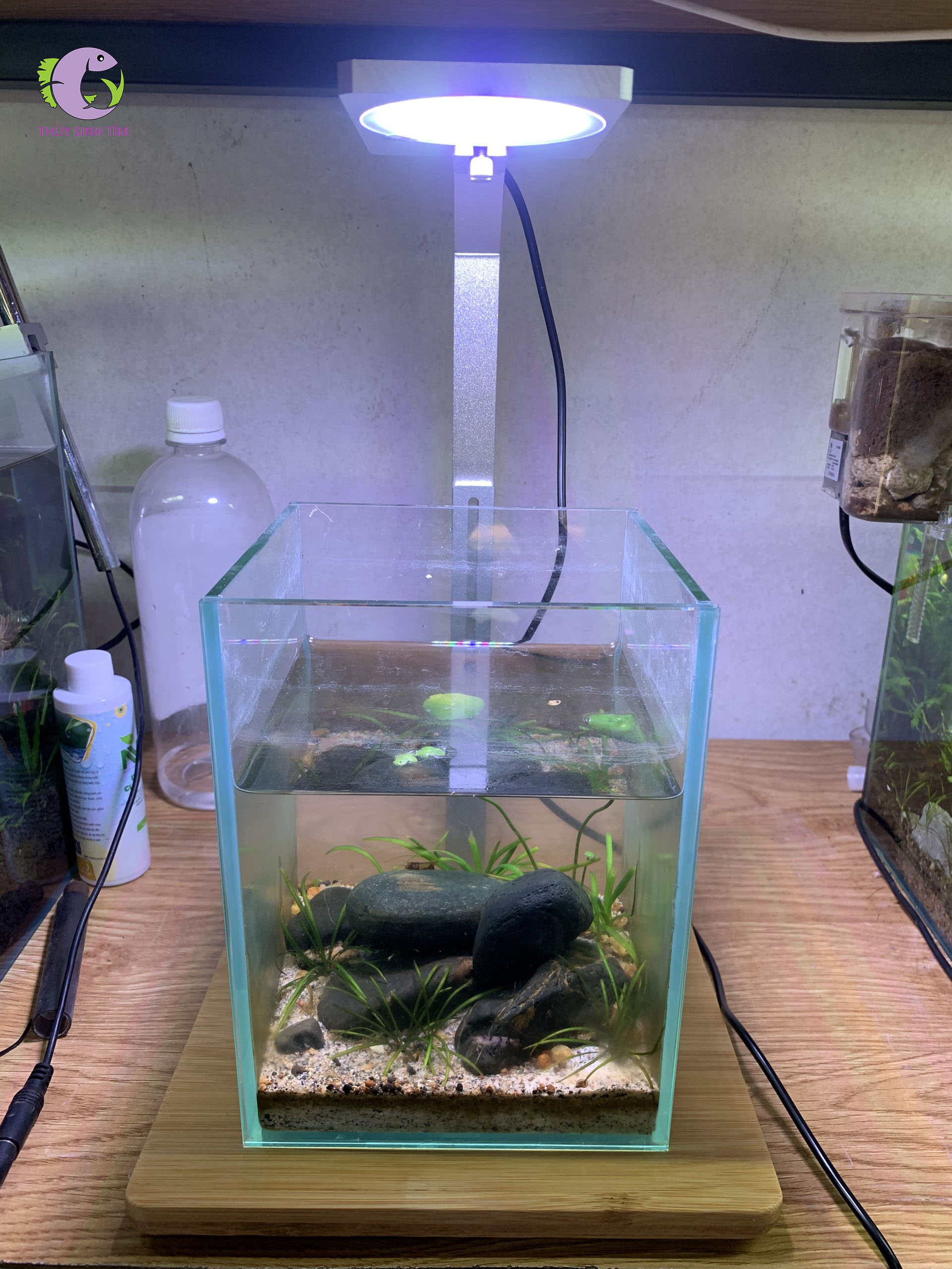 Đèn Coco Đế Gỗ-1