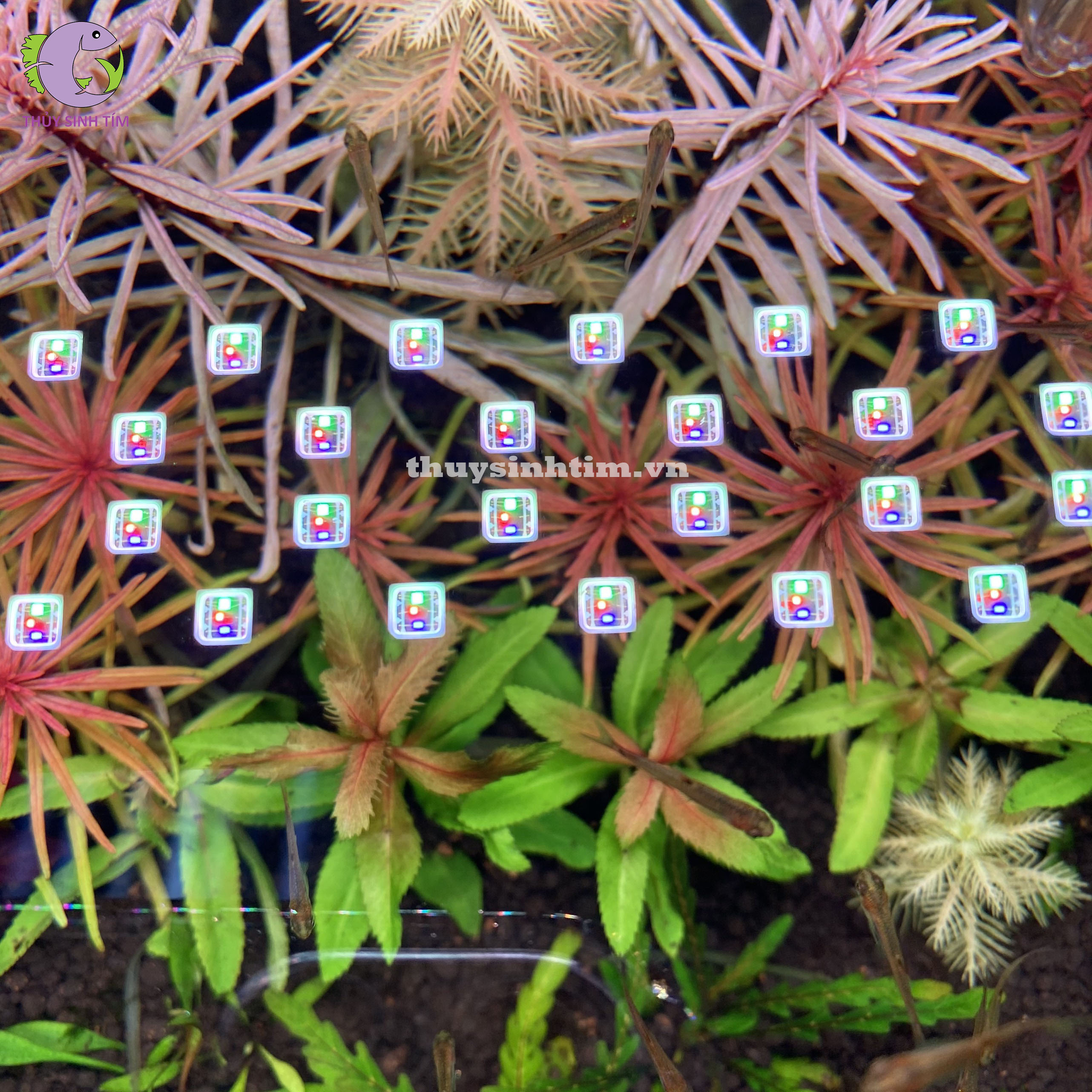 đèn led kẹp chihiros c2 rgb - 5