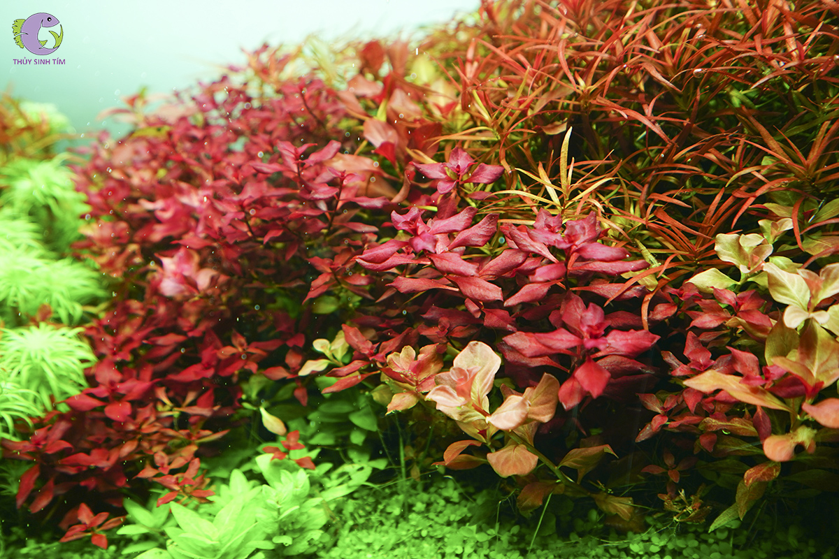 Đèn led chihiros rgb vivid 2 - 5