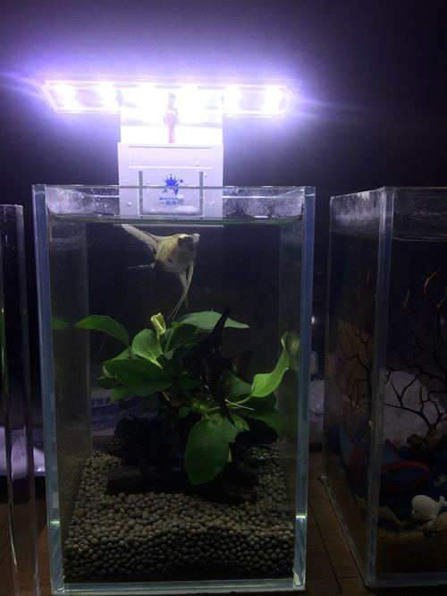 đèn led kẹp zy-10 - 3