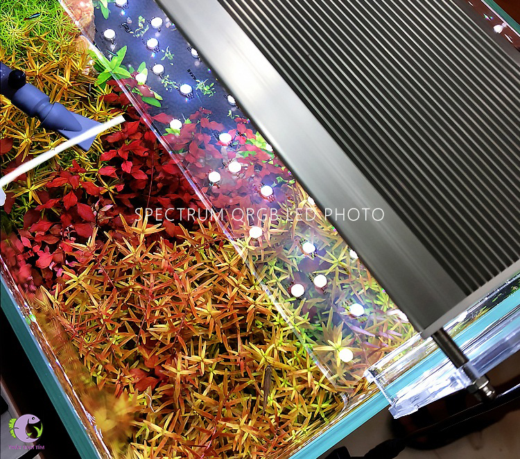 đèn led spectrum wrgb kèm dimmer 80 - 130cm - 6