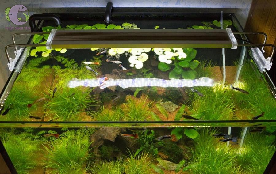 Đèn Led SunSun ADE-900c-2