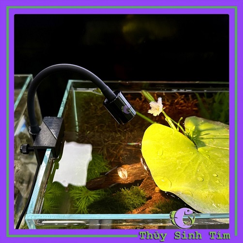 Đèn Rọi Mini Gebo CHỈNH TIÊU CỰ 3W - 2