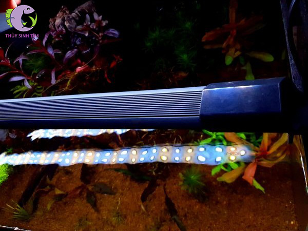 đèn led thủy sinh siêu sáng dfs - 3