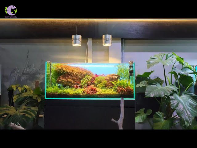 Đèn Week T90 Pro-6