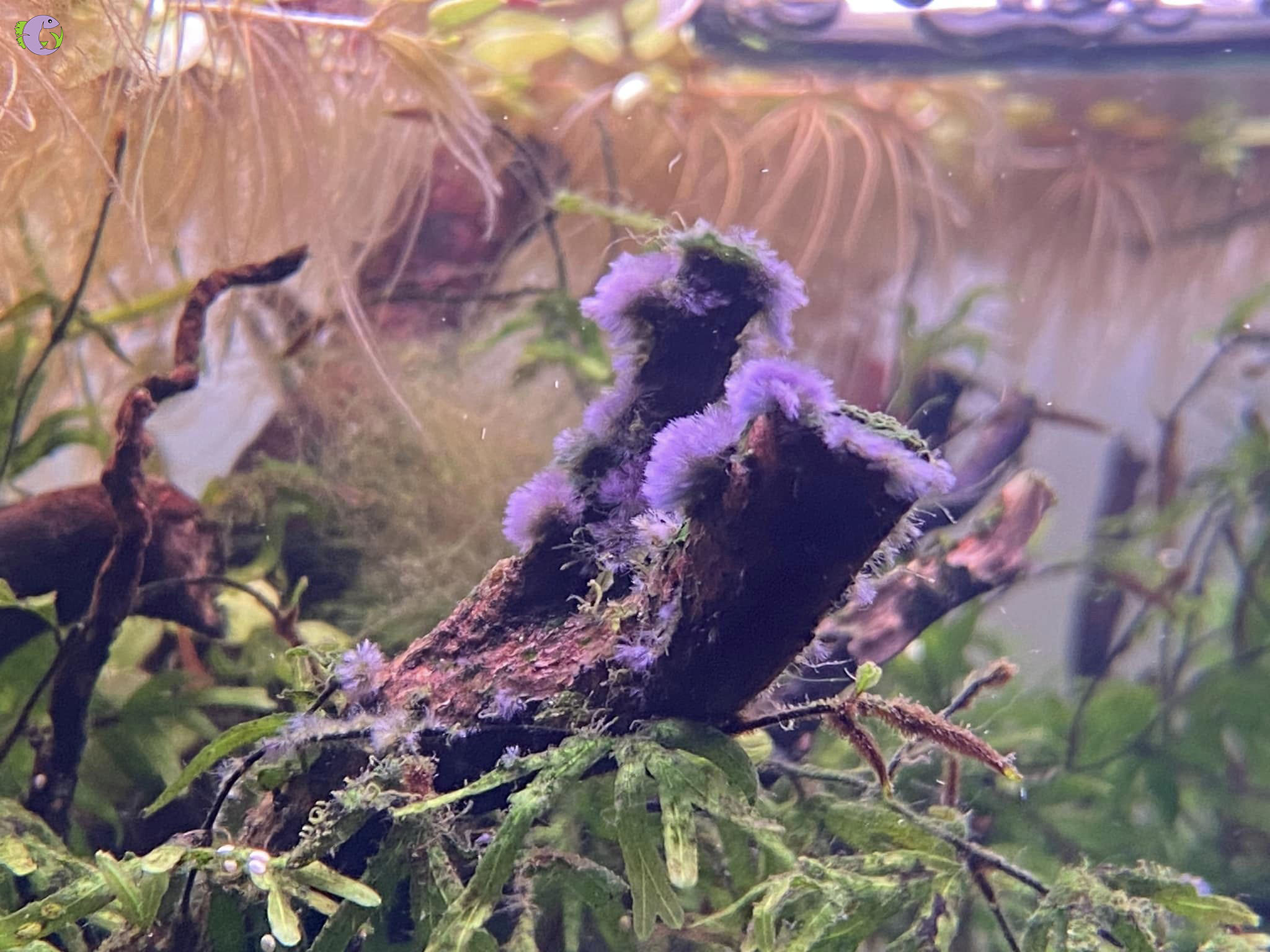 Dung Dịch Diệt Rêu COMFY - 2