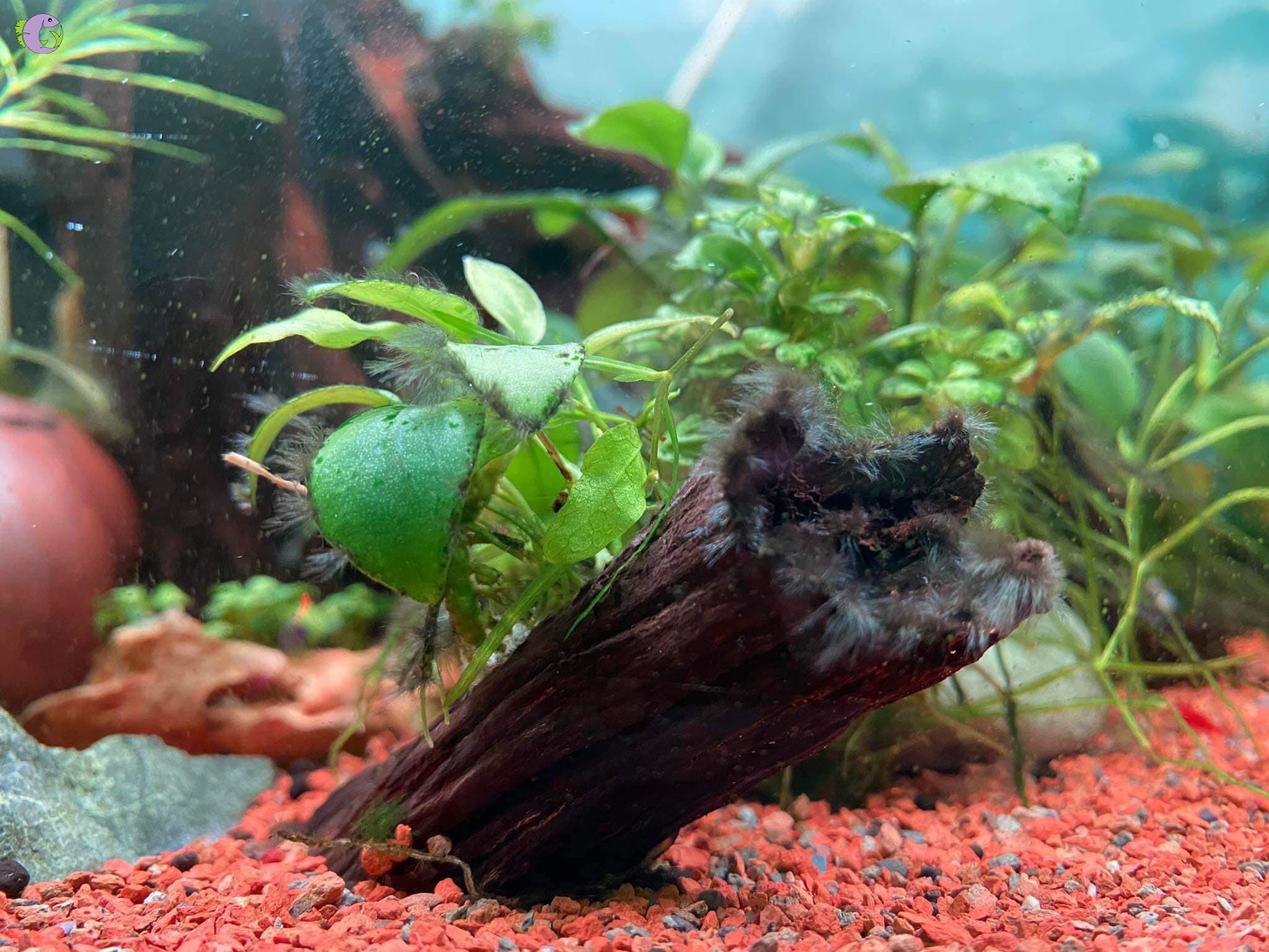 Dung Dịch Diệt Rêu COMFY - 3