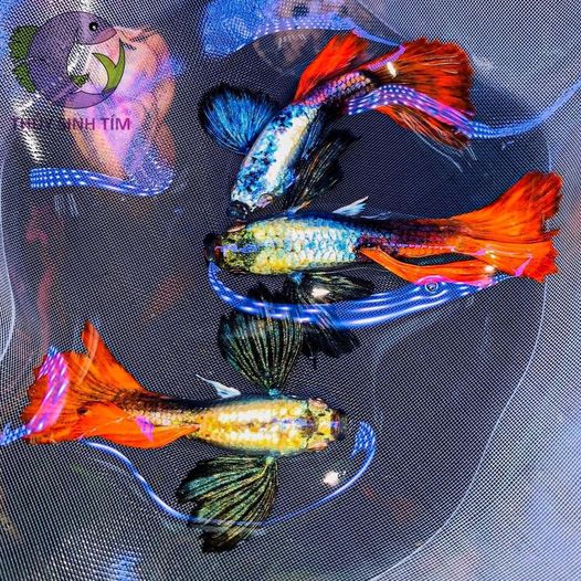 Cá Bảy Màu Dumbo Red Tail-2