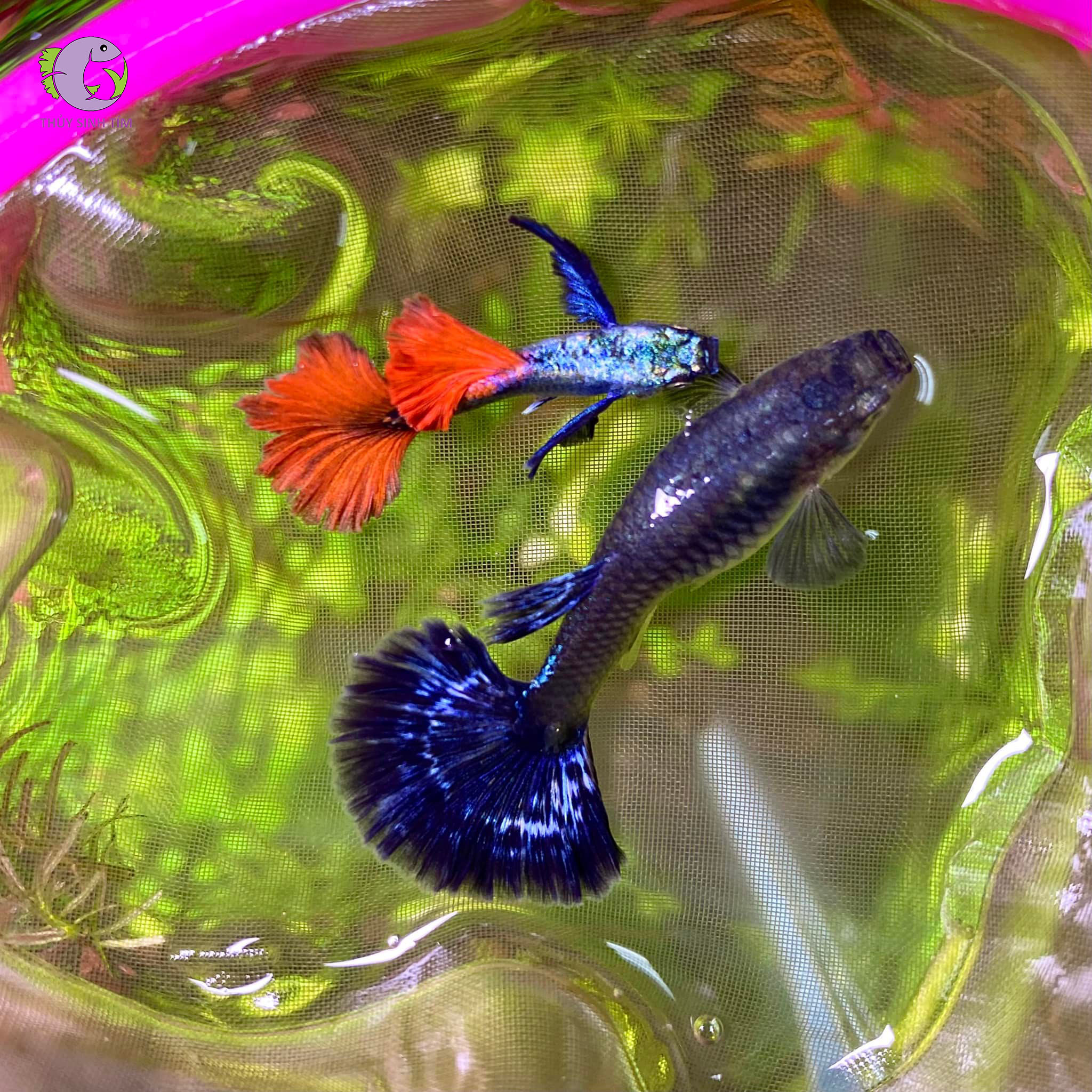 Cá Bảy Màu Dumbo Red Tail-1