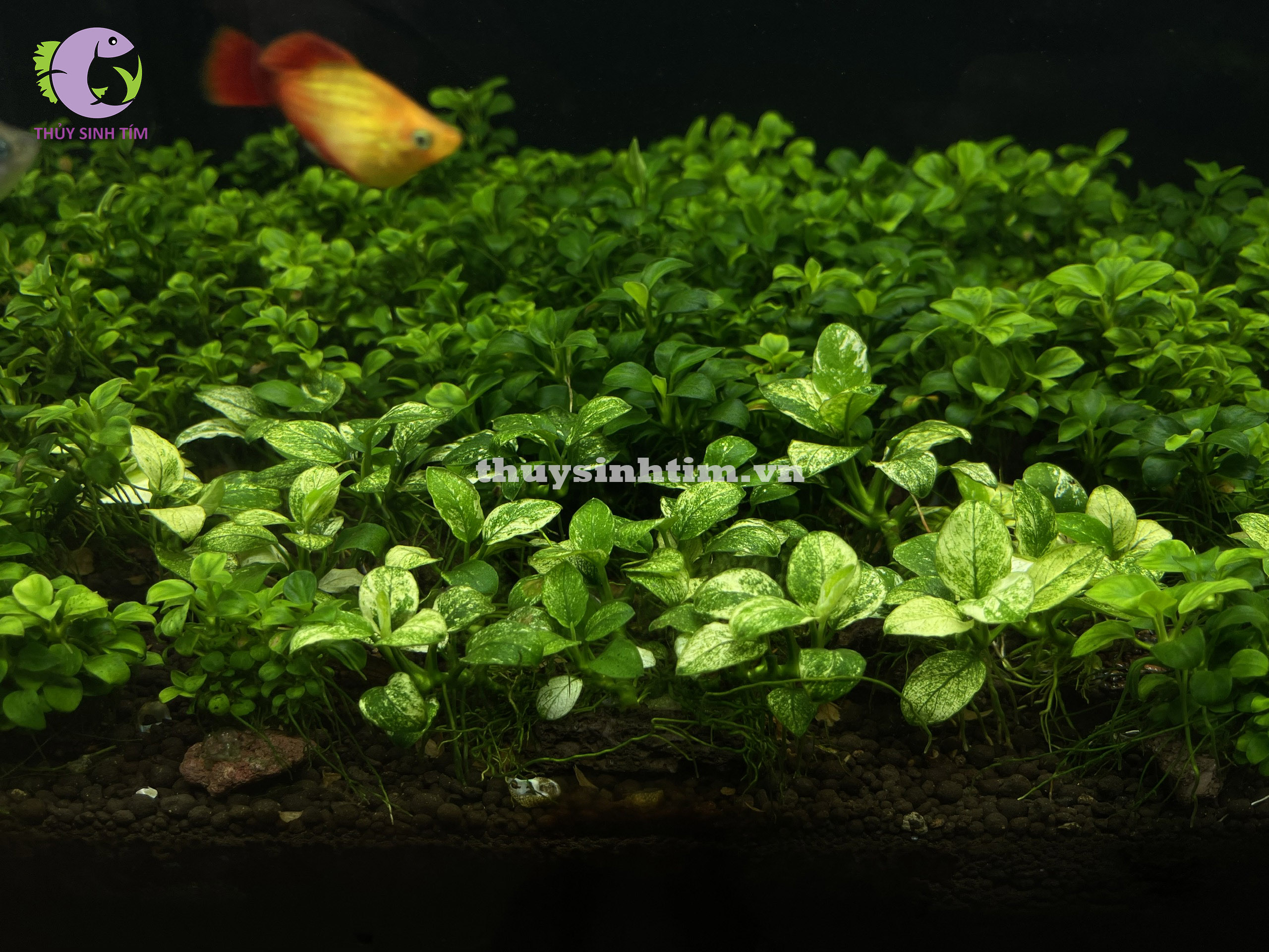 Dung Dịch Chữa Rữa Lá Cho Cây Thủy Sinh T-Nano 1