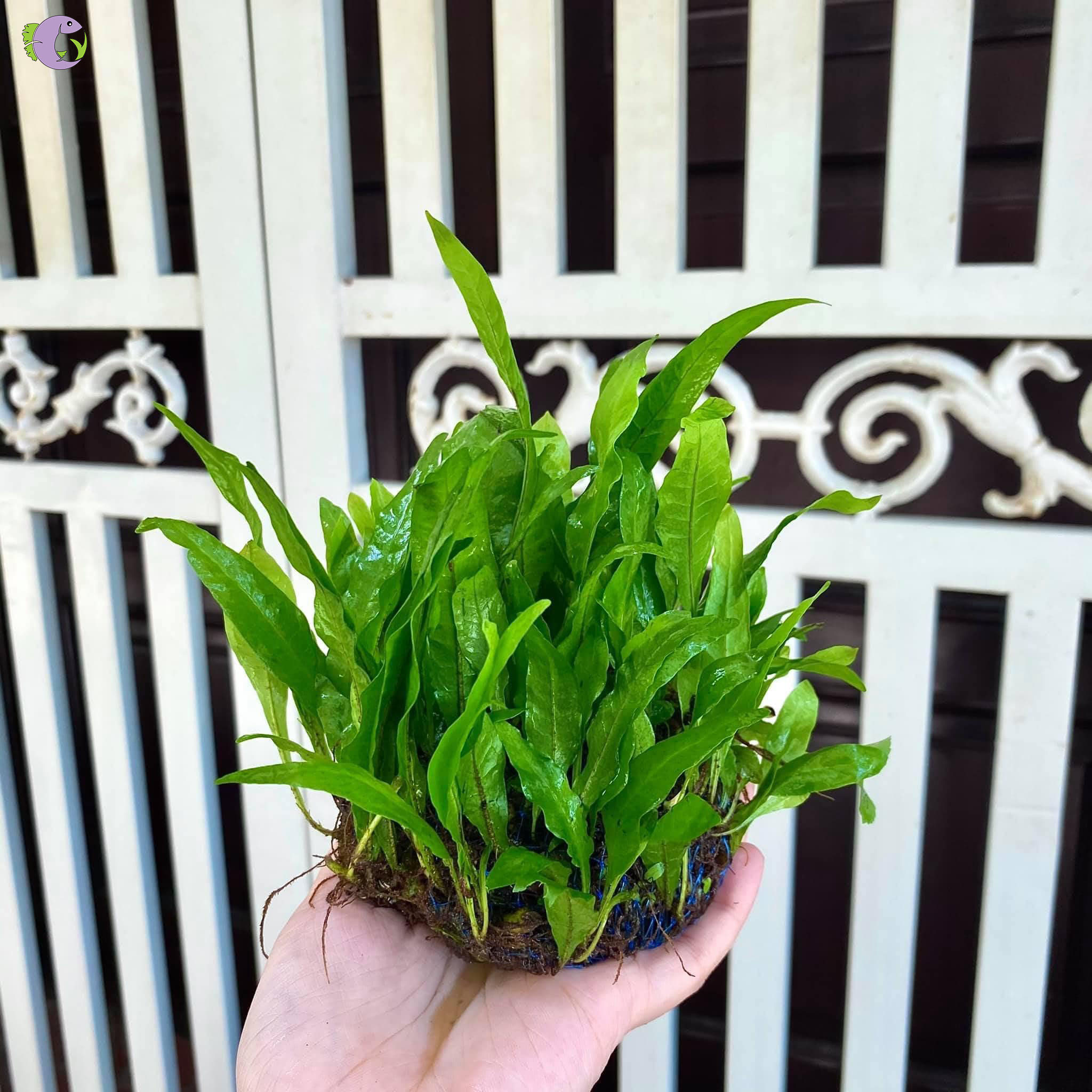 Dương Xỉ Bụi Tròn - 1