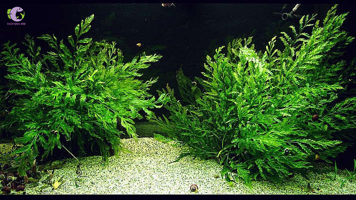 Dương Xỉ Châu Phi-2