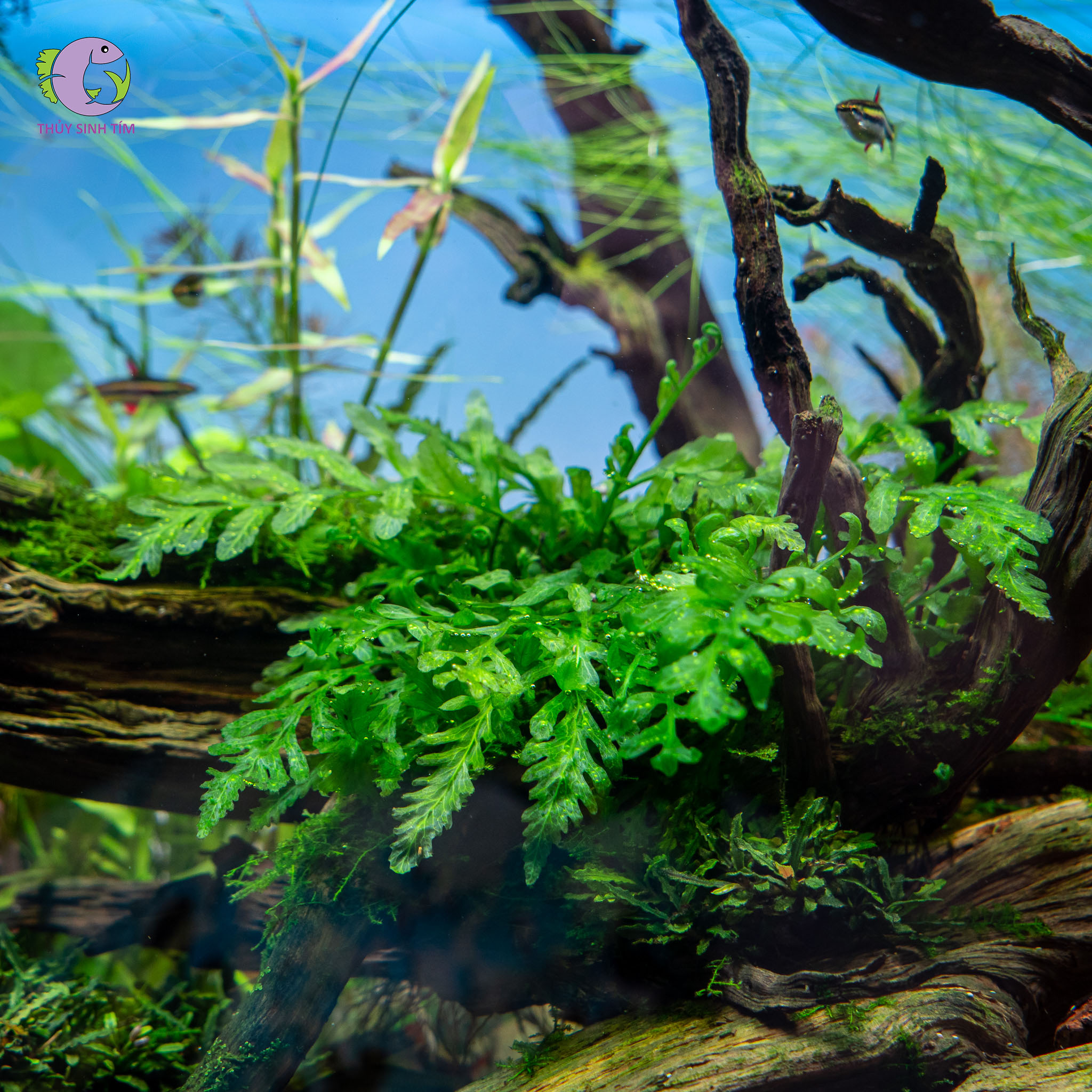 Dương Xỉ Châu Phi-1