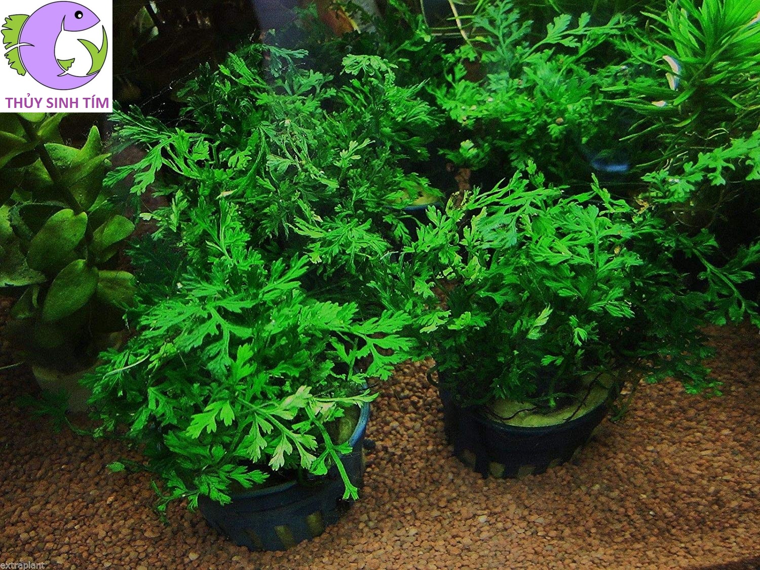 dương xỉ châu phi mini 2