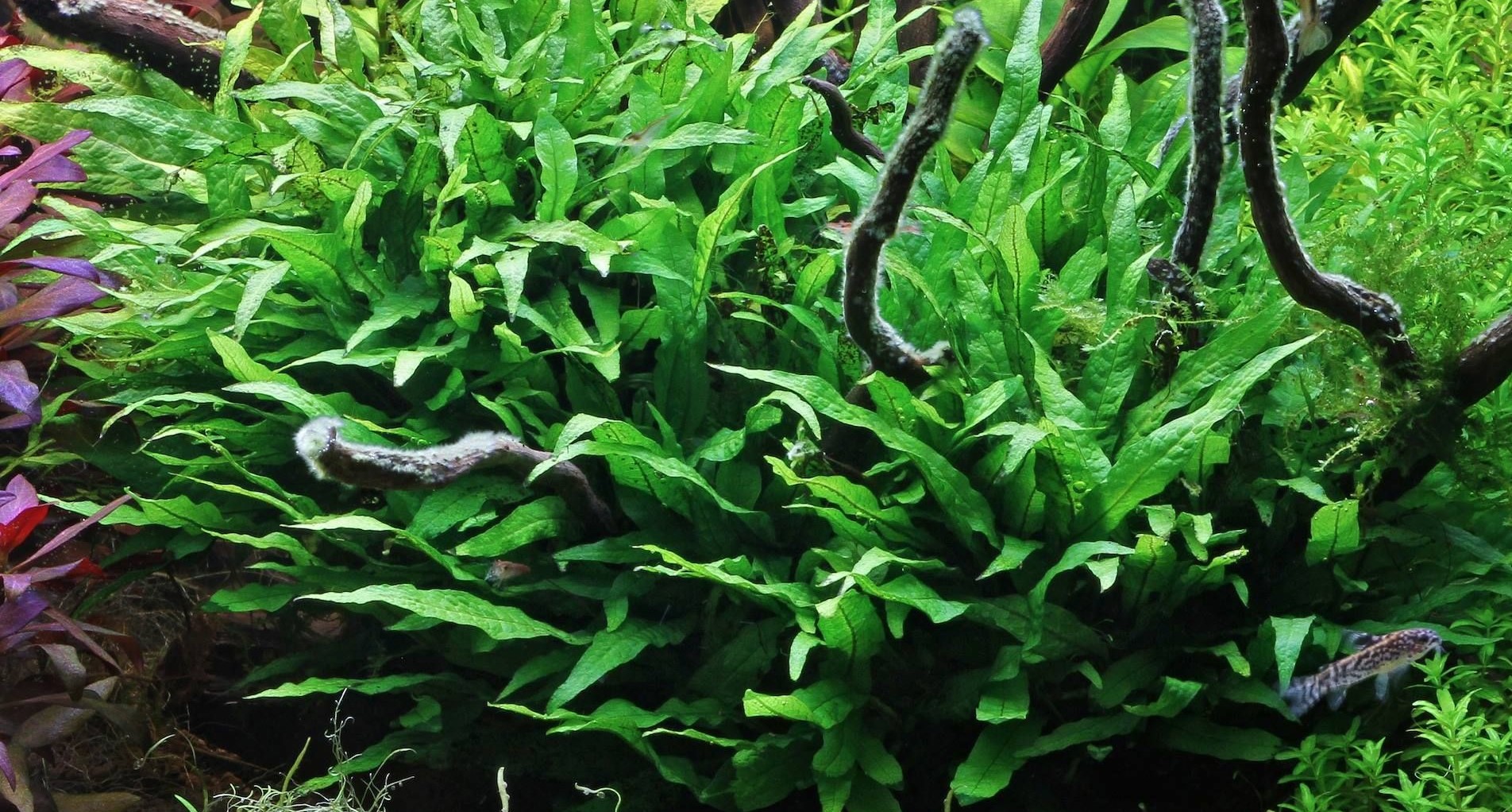 dương xỉ lá dài - 1