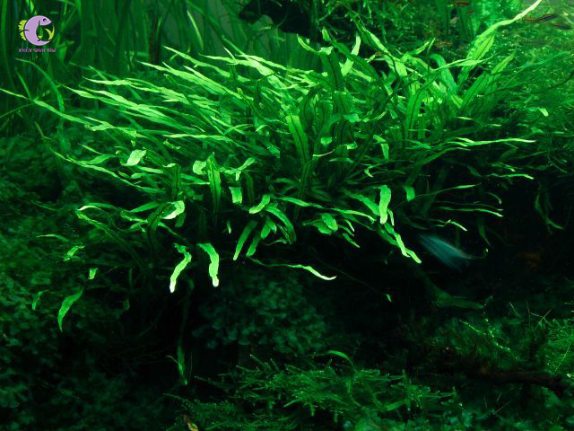 Dương Xỉ Lá Kim Mini (1 Bụi)-1