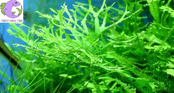 dương xỉ sừng hươu