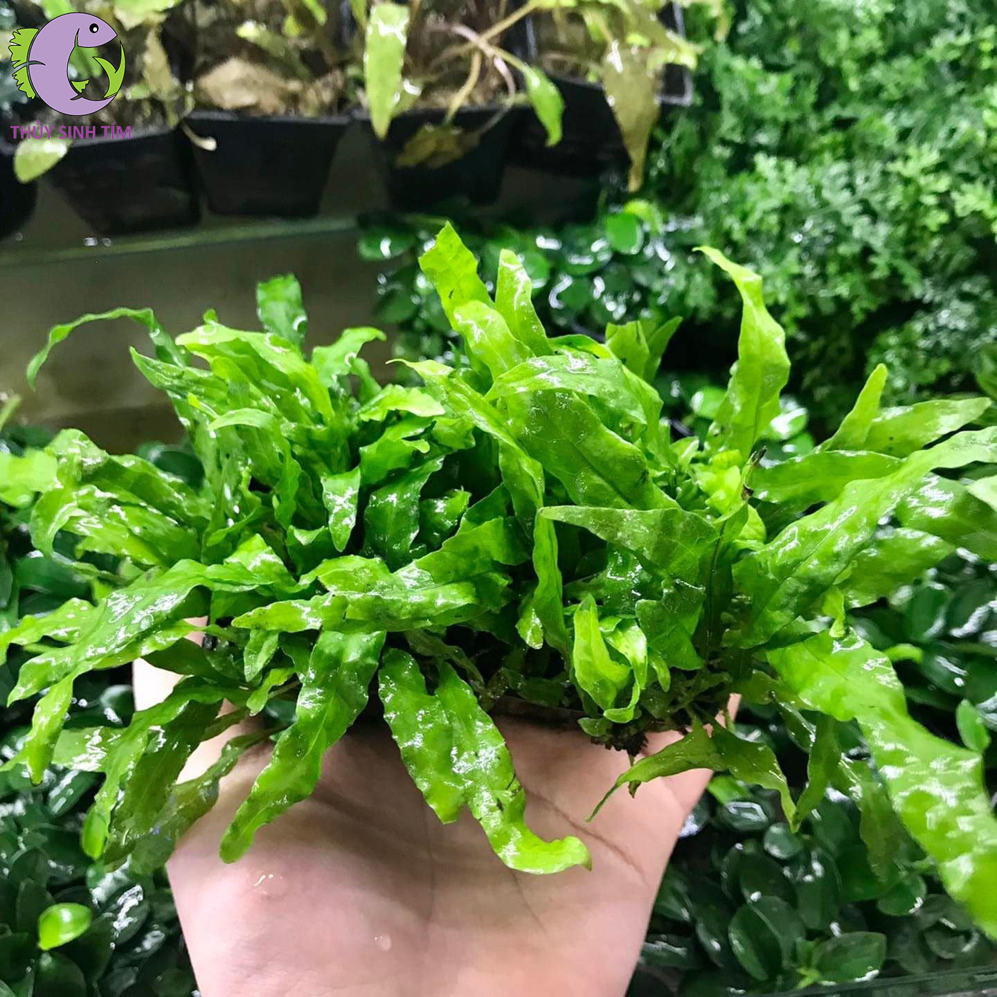 Dương xỉ mỹ nhân 2