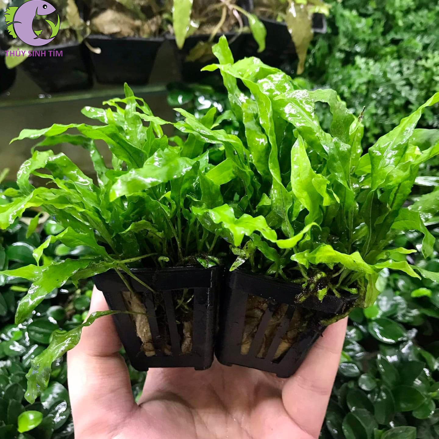 Dương xỉ mỹ nhân 3