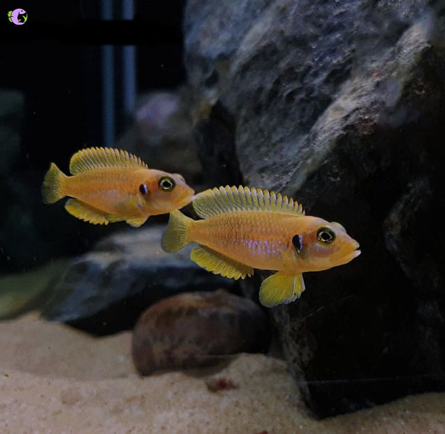 Gold Ocellatus - 2