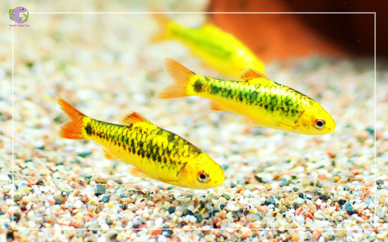 Cá Golden Barb-2