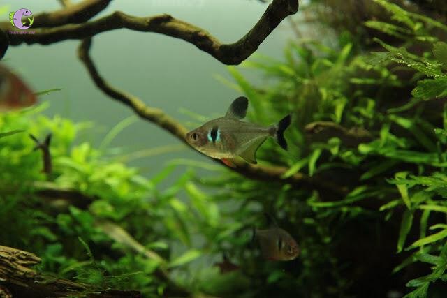 Cá Hắc Tử Kỳ-2