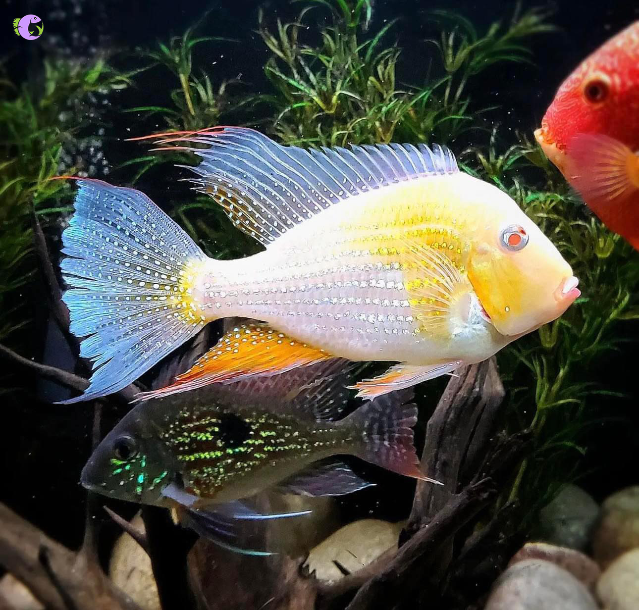 Cá Hải Hồ Albino - 3