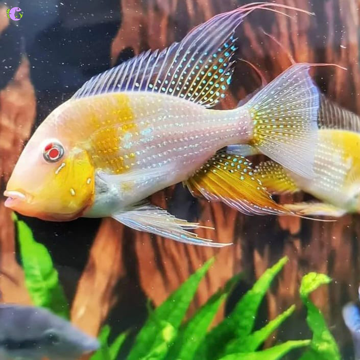 Cá Hải Hồ Albino - 2