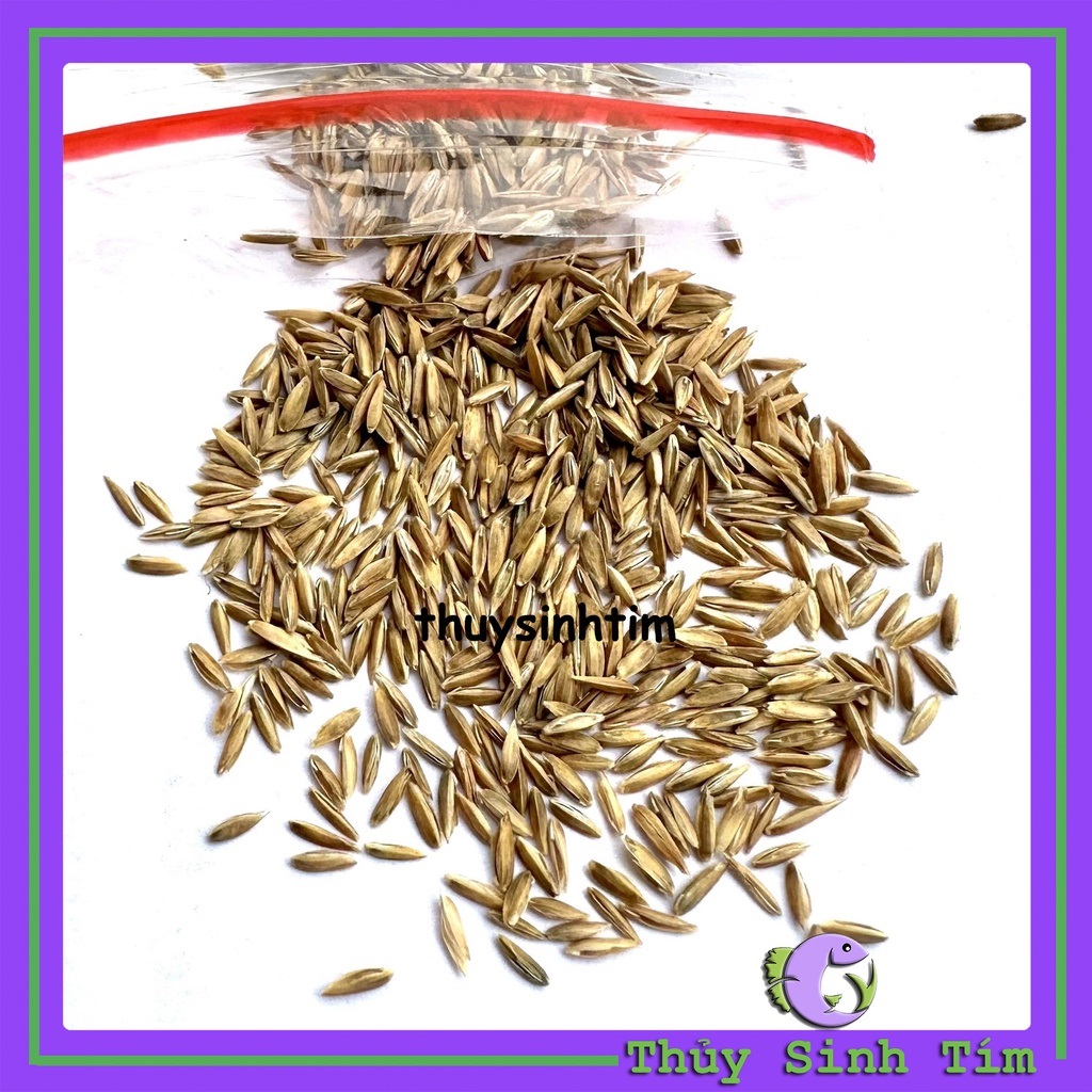 Hạt Giống Cỏ Thủy Sinh-2