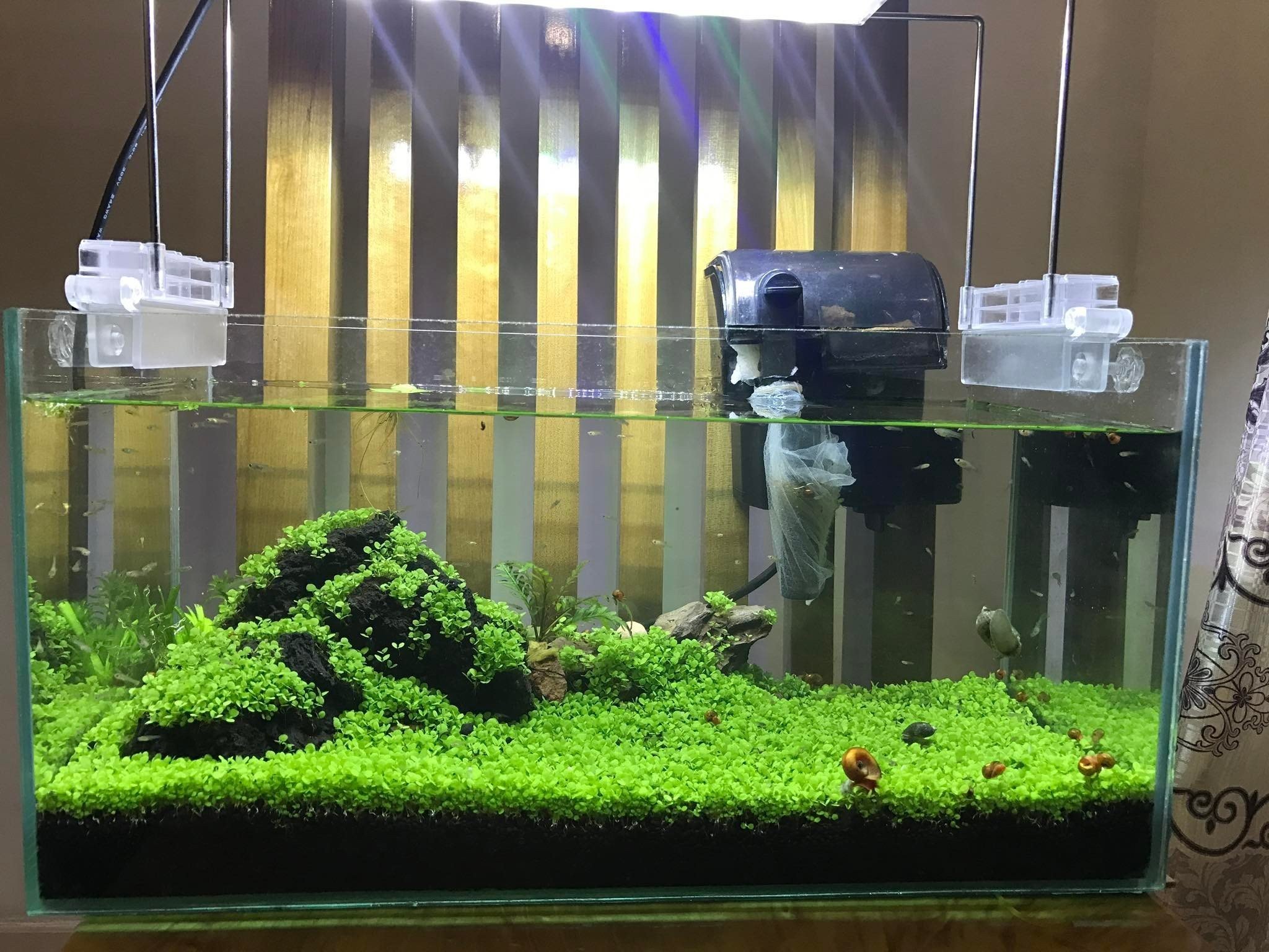 Hạt Giống Thanh Điệp-2