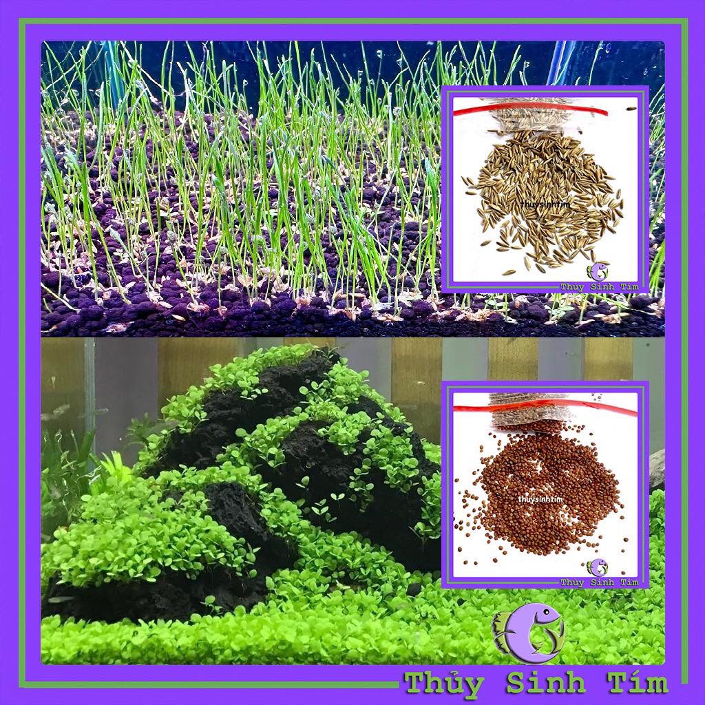 hạt giống thủy sinh 1