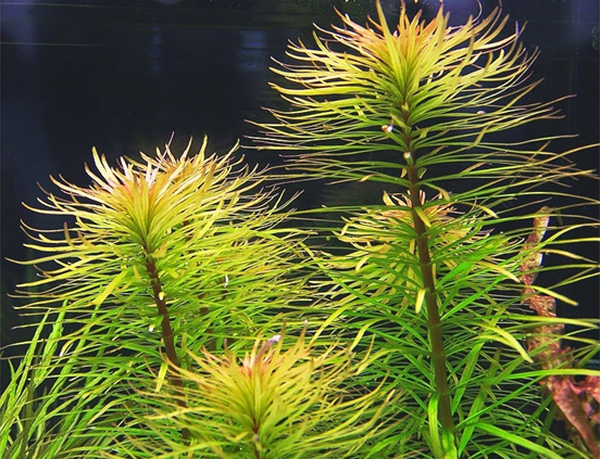 hoàng thái dương