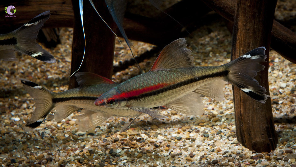 Cá Hồng Mi Vây Dài-2