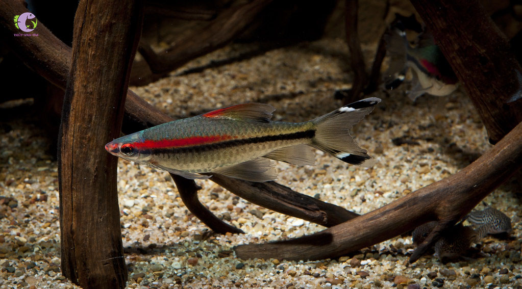 Cá Hồng Mi Vây Dài-1