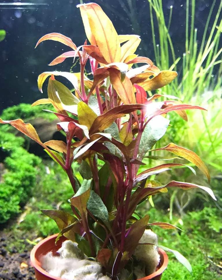 cây thủy sinh huyết tâm lan - 2