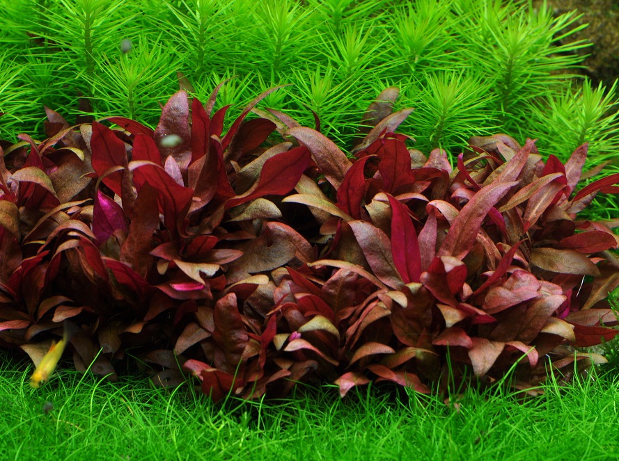 cây thủy sinh huyết tâm lan - 1