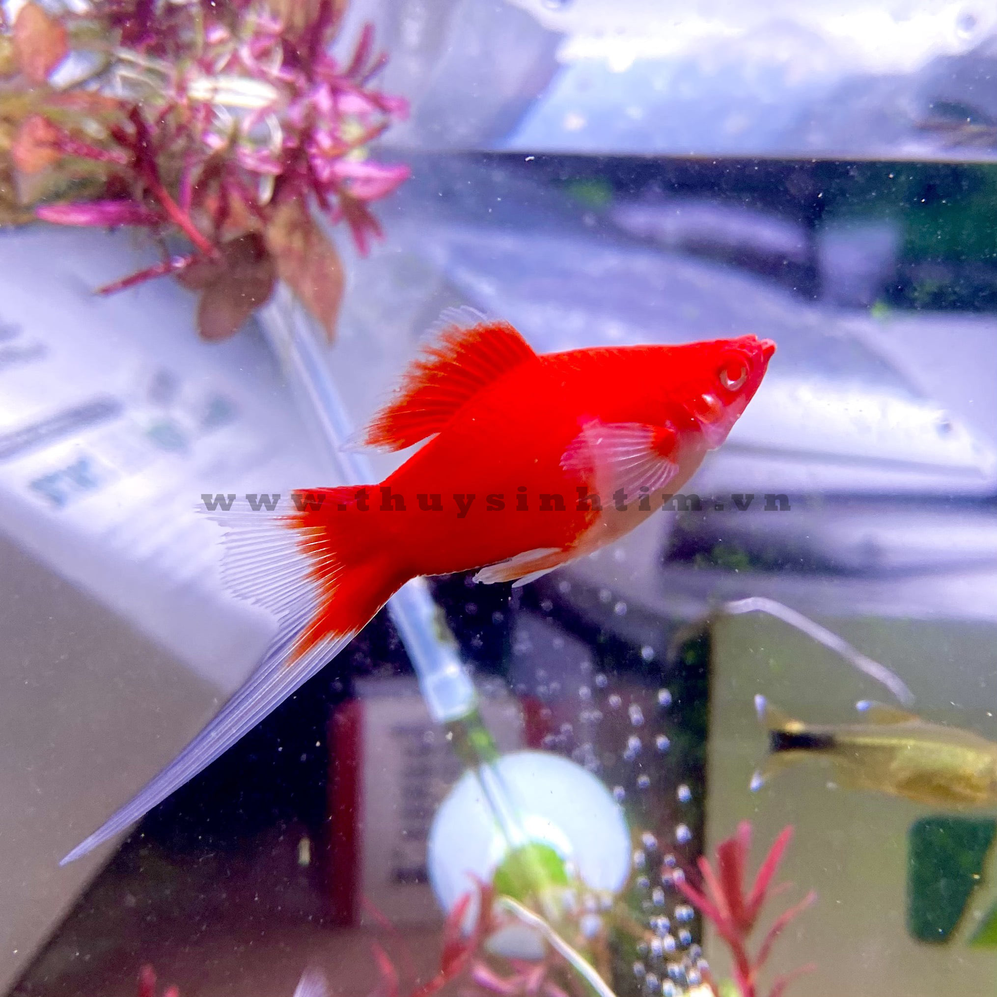 Kiếm Koi Short - 1