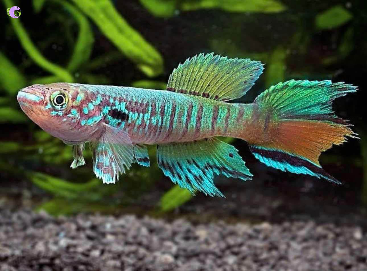 Cá Killi Blue Gularis - 1