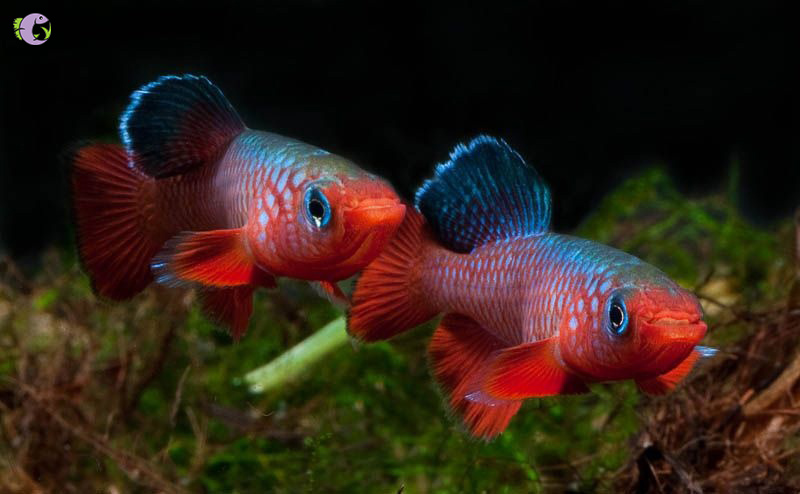 Cá Killi Cardinalis - 1