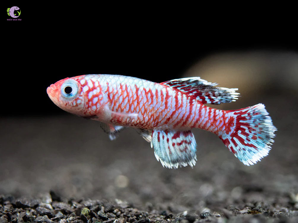 Cá Killi Eggersi Blue-1