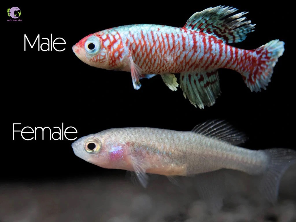 Cá Killi Eggersi Blue-2