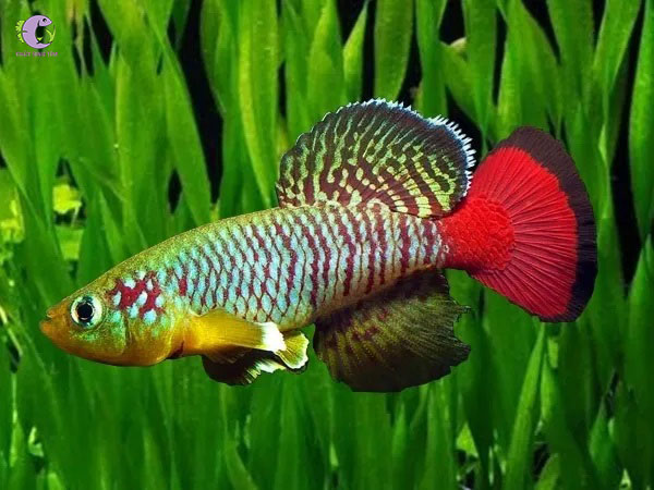 Cá Killi Guentheri-1